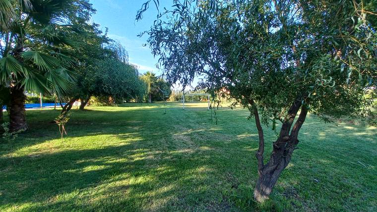 Parque con palmeras y sauces hacia la cancha
